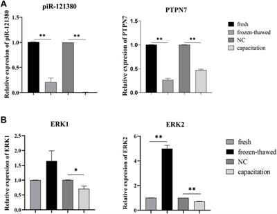 piR-121380 Is Involved in Cryo-Capacitation and Regulates Post-Thawed Boar Sperm Quality Through Phosphorylation of ERK2 via Targeting PTPN7